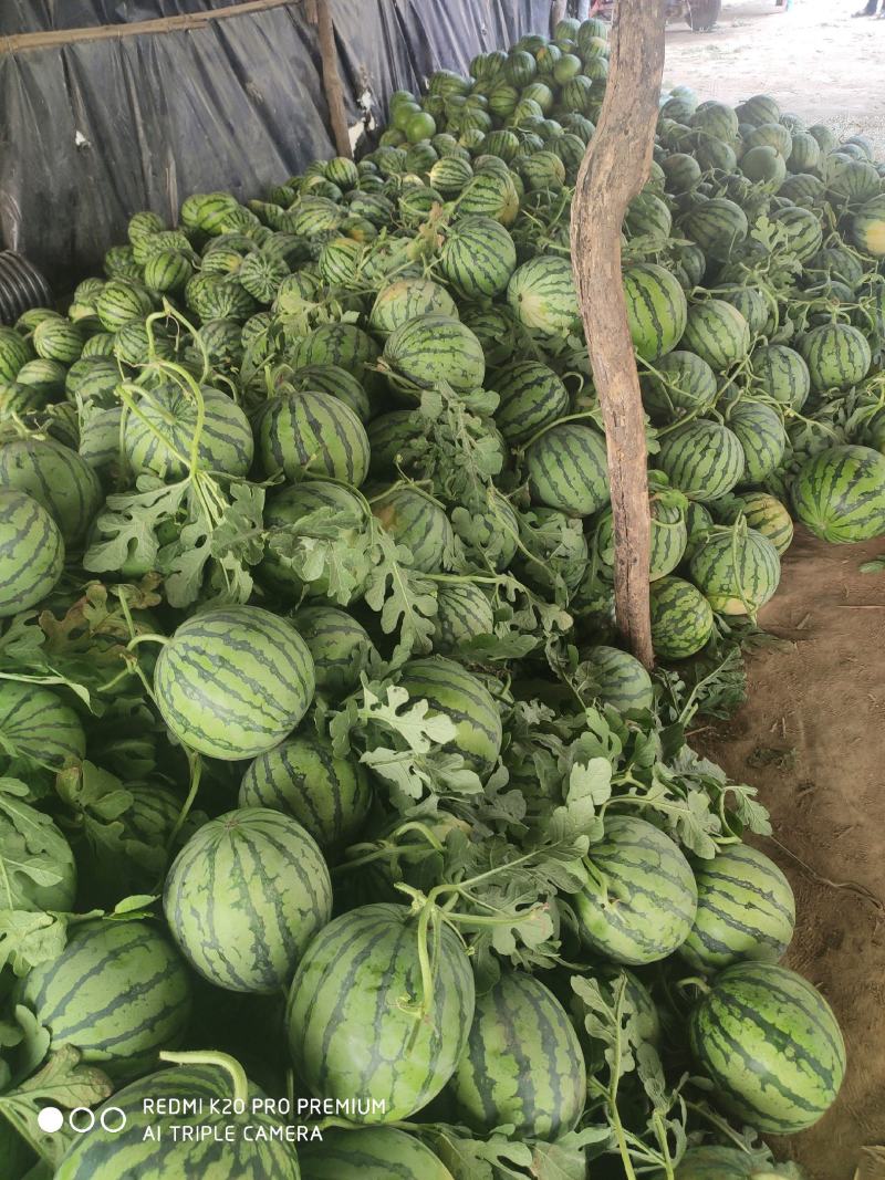 夏邑县精品美都西瓜，一手货源包熟包甜基地大量有货