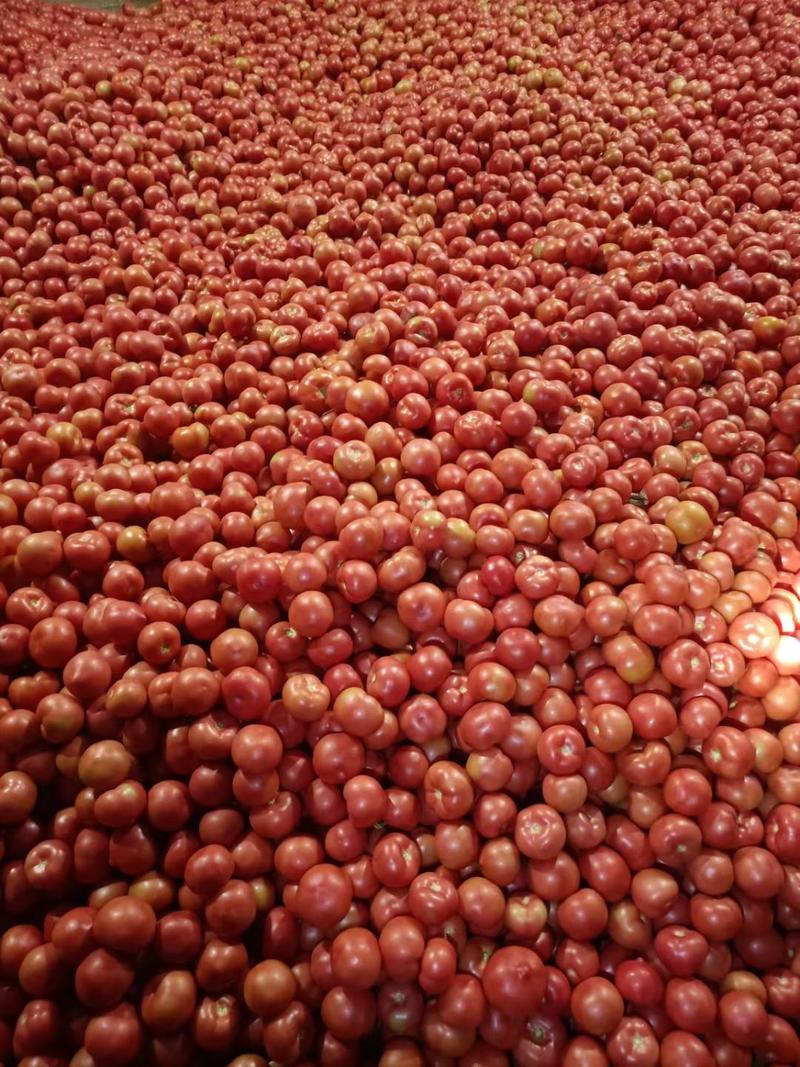 西红柿，硬粉，全国各地发货，大量供应，品质优良