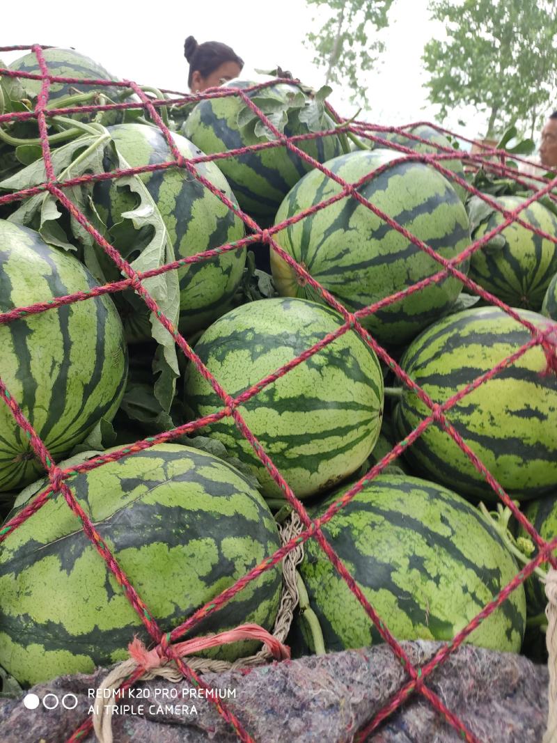 夏邑县精品美都西瓜，一手货源包熟包甜基地大量有货