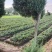 天仙醉贵妃草莓苗【各品种齐全】根壮茎粗免费技术指导