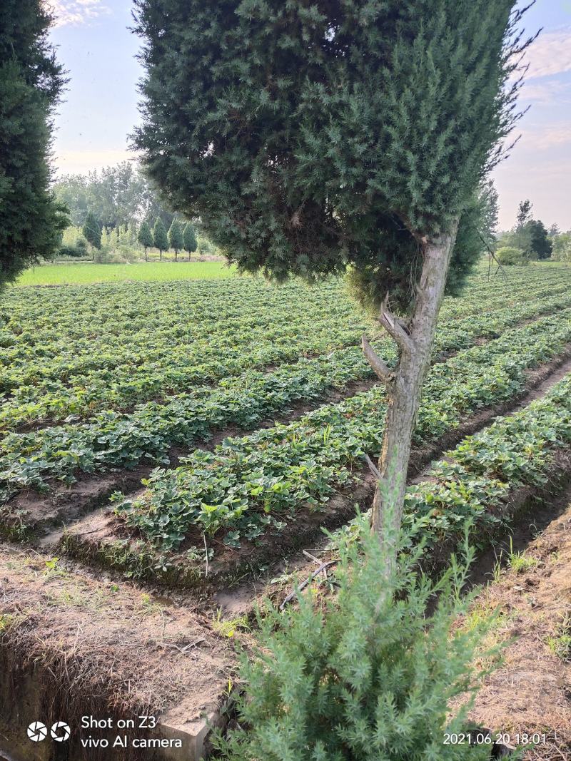 天仙醉贵妃草莓苗【各品种齐全】根壮茎粗免费技术指导