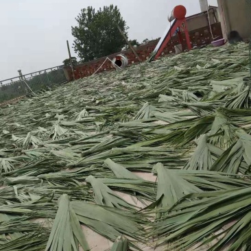 原产地芦苇粽子叶