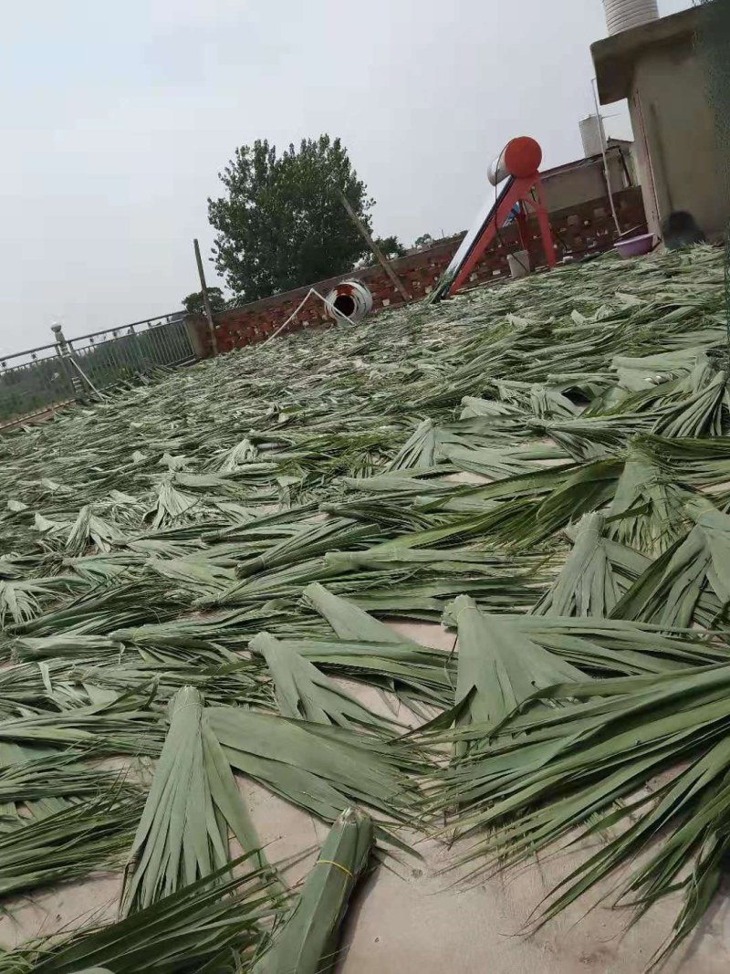 原产地芦苇粽子叶