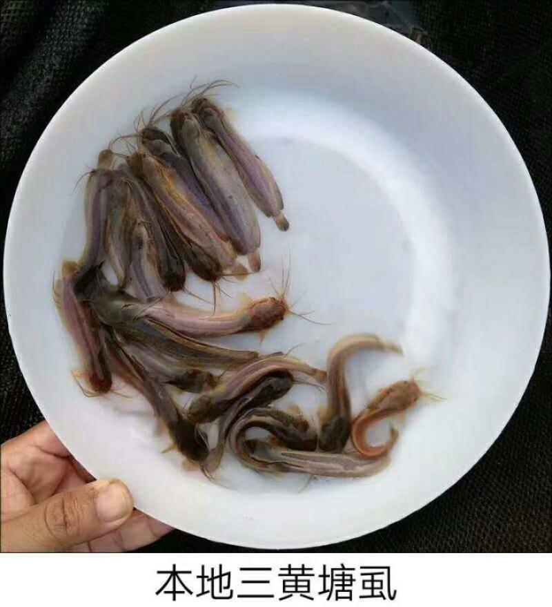 【荐】三黄塘鲺苗，塘角鱼苗，大量现货，支持全国发货。