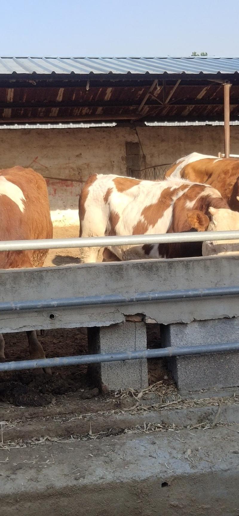 西门塔牛肉牛犊多少钱纯种肉牛