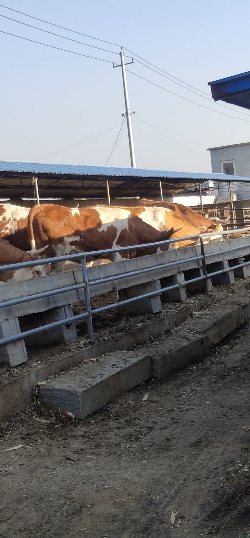 西门塔牛肉牛犊多少钱纯种肉牛