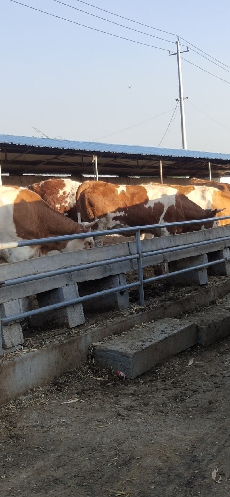 西门塔牛肉牛犊多少钱纯种肉牛