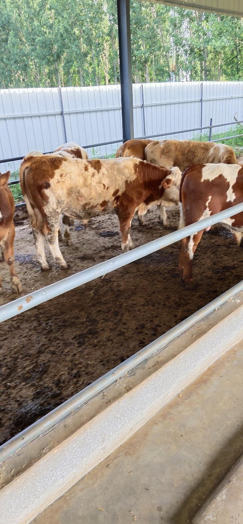 西门塔牛肉牛犊多少钱纯种肉牛