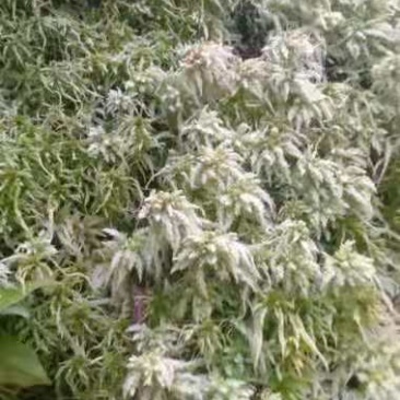 大量出售水苔干货须要购买的联系