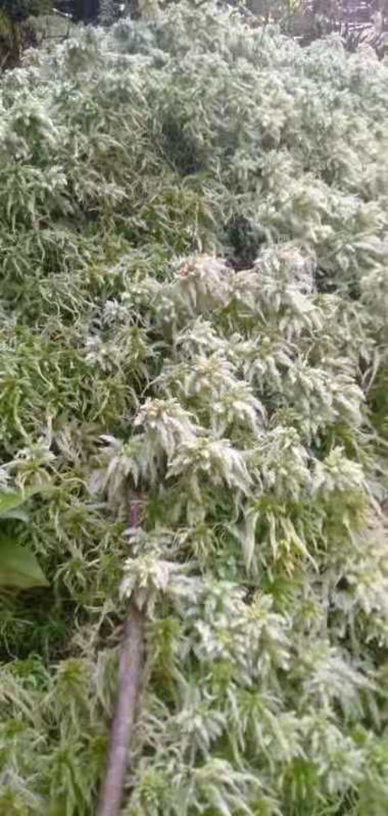 大量出售水苔干货须要购买的联系