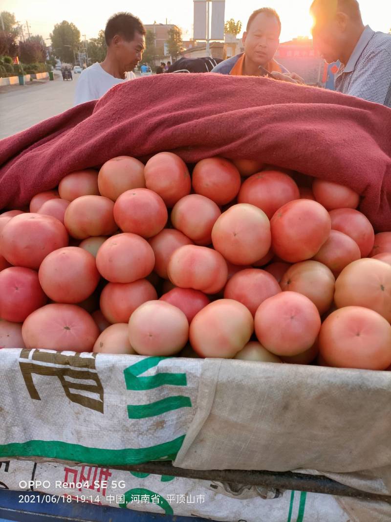 西红柿，发，江苏，山西，陕西，河北，上海