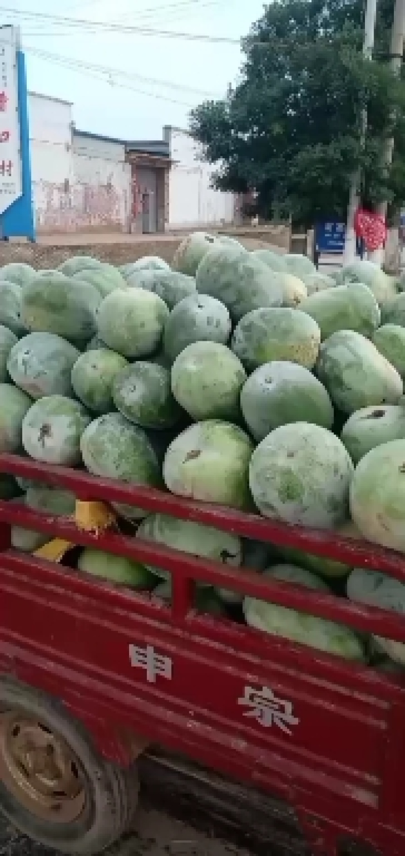 河北衡水宝华疏菜市场万亩冬瓜大量上市了