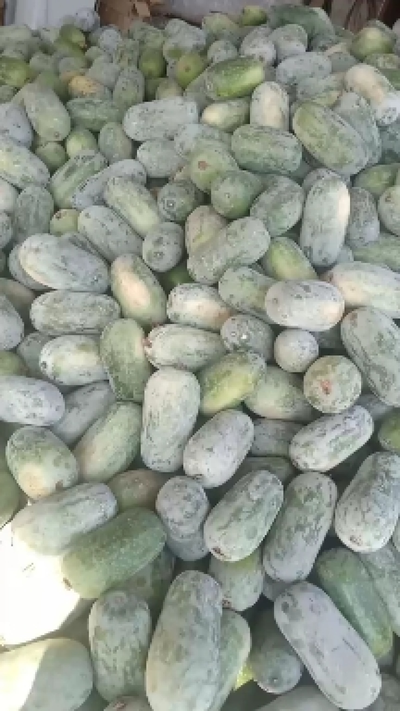 河北衡水宝华疏菜市场万亩冬瓜大量上市了