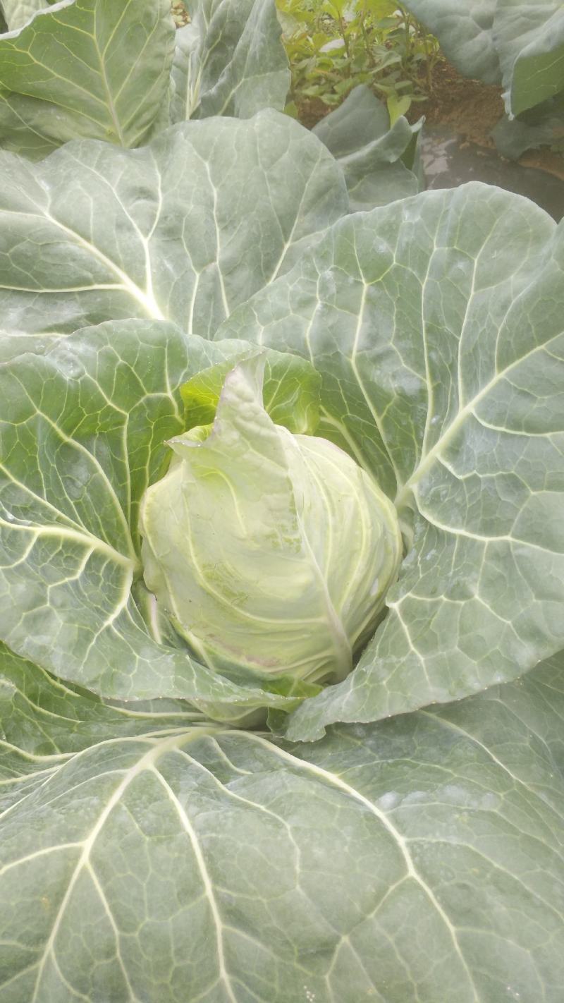 牛心甘蓝菜，品质保证，甜脆菜