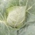 牛心甘蓝菜，品质保证，甜脆菜