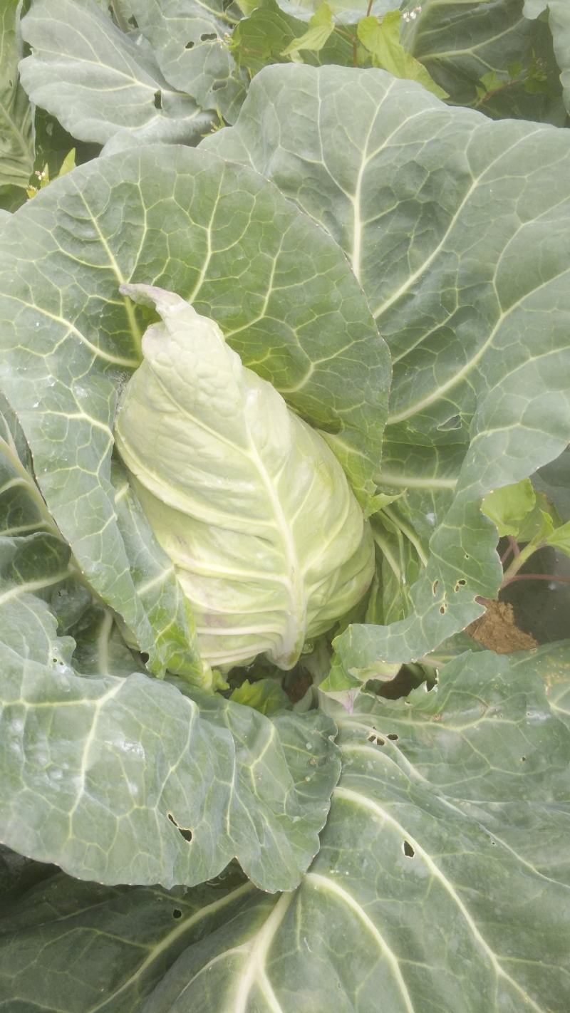 牛心甘蓝菜，品质保证，甜脆菜