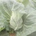 牛心甘蓝菜，品质保证，甜脆菜