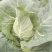 牛心甘蓝菜，品质保证，甜脆菜