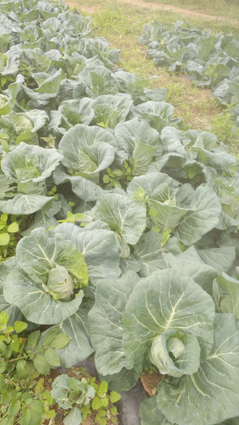 牛心甘蓝菜，品质保证，甜脆菜