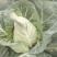 牛心甘蓝菜，品质保证，甜脆菜