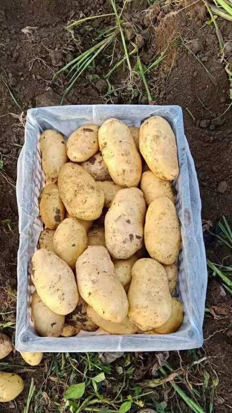 806荷兰希森vV7