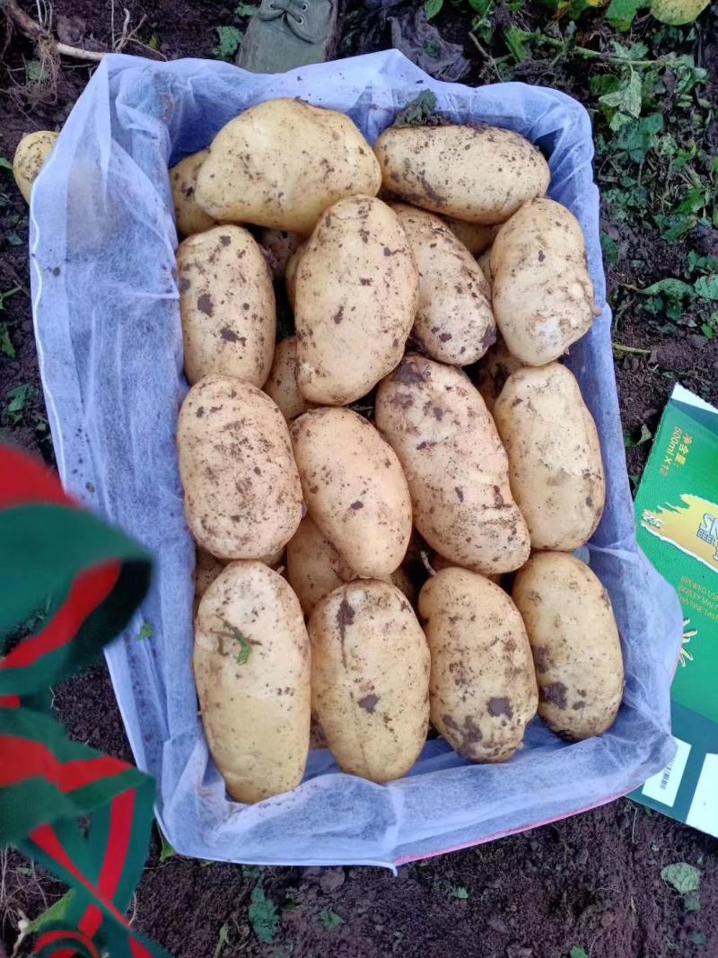 806荷兰希森vV7