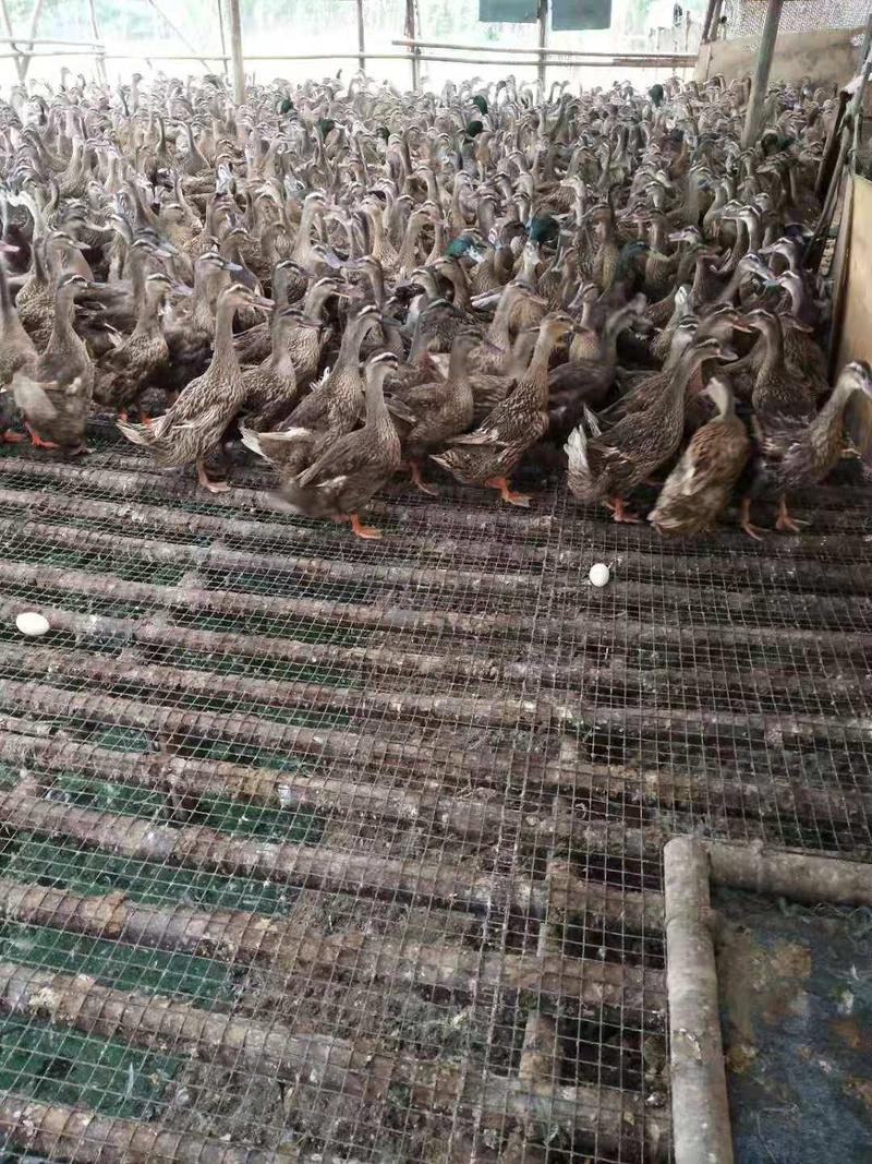 一年半淘汰水鸭种鸭