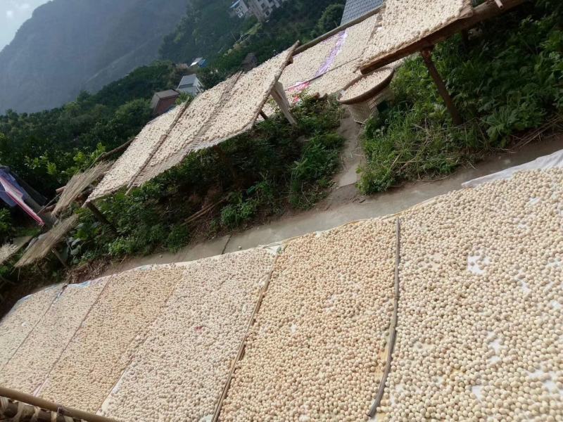 甜酒曲糯米酒曲酒饼醪糟传统酒酿农家月子酒酵母粉家用发酵粉