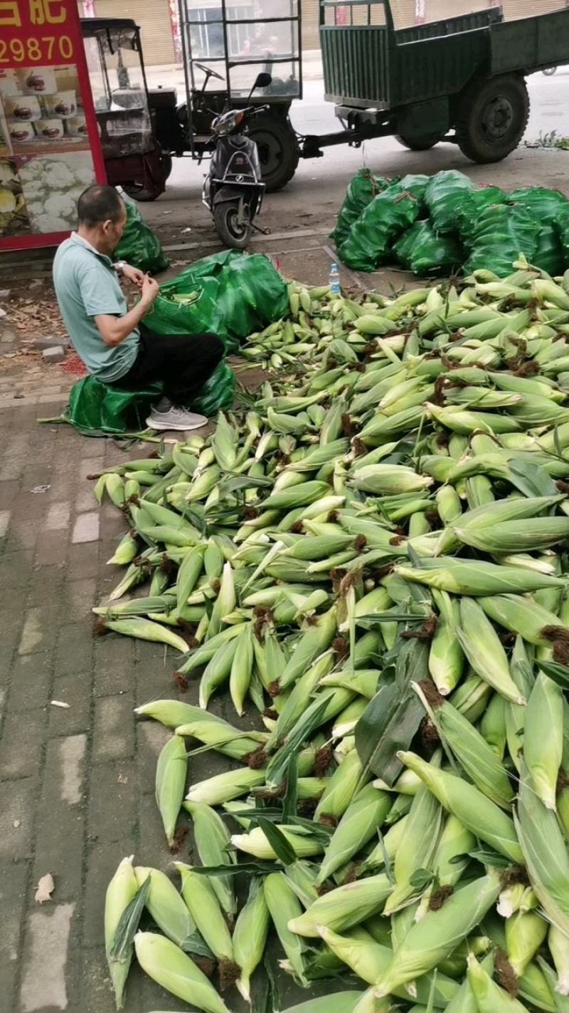 糯玉米，白色糯玉米大量上市了。！！！！！！！