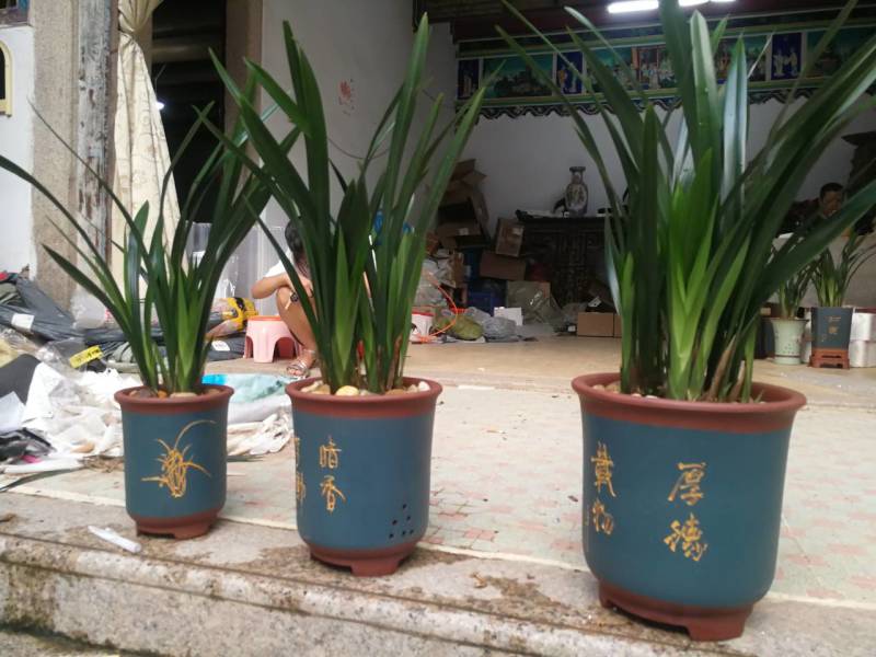 墨兰，企黑，金嘴。。。。如照片质量，照片没有加工。