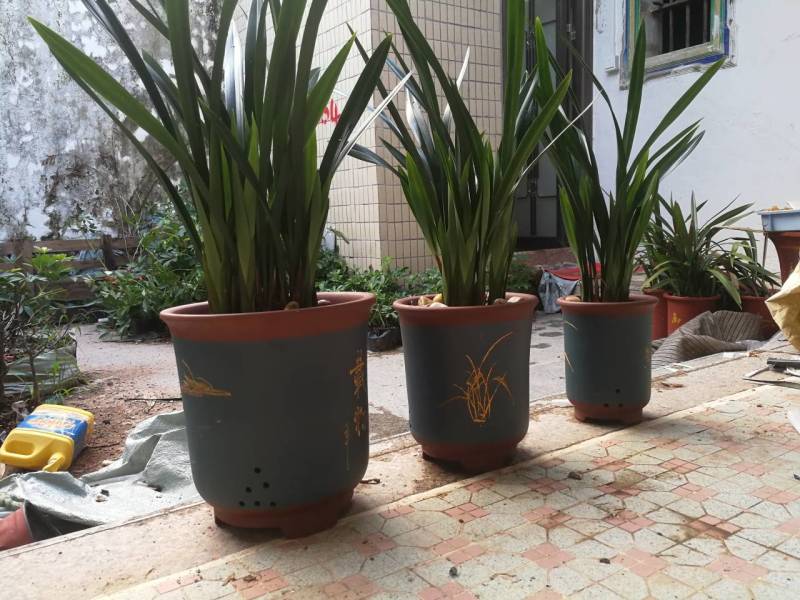 墨兰，企黑，金嘴。。。。如照片质量，照片没有加工。