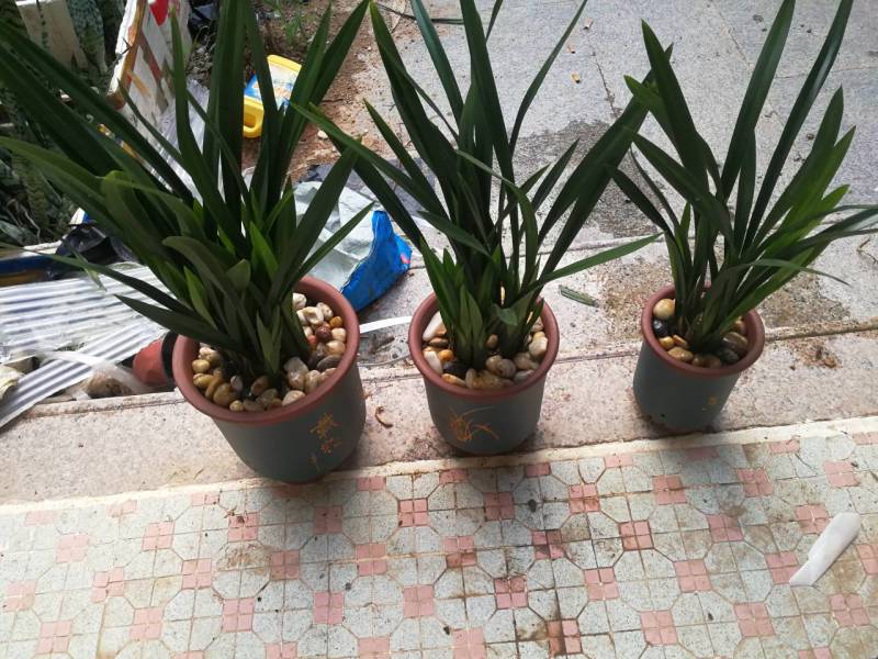 墨兰，企黑，金嘴。。。。如照片质量，照片没有加工。
