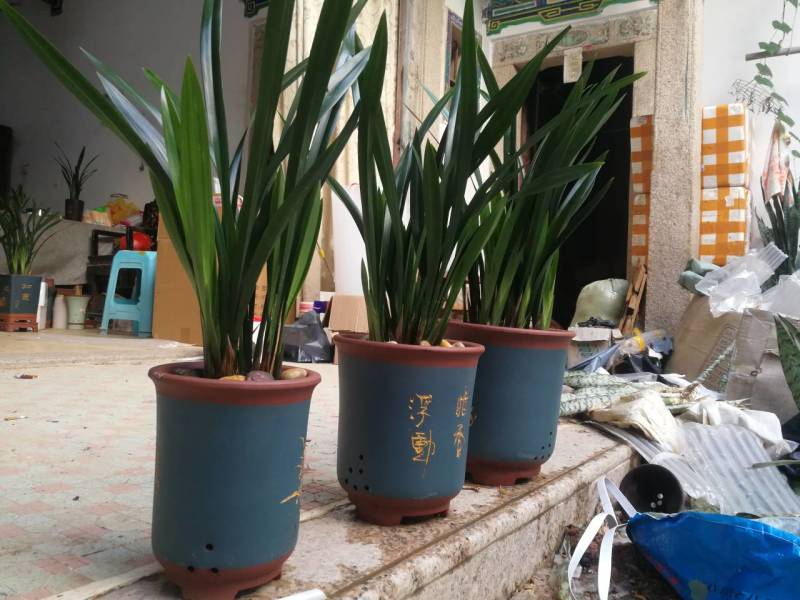 墨兰，企黑，金嘴。。。。如照片质量，照片没有加工。