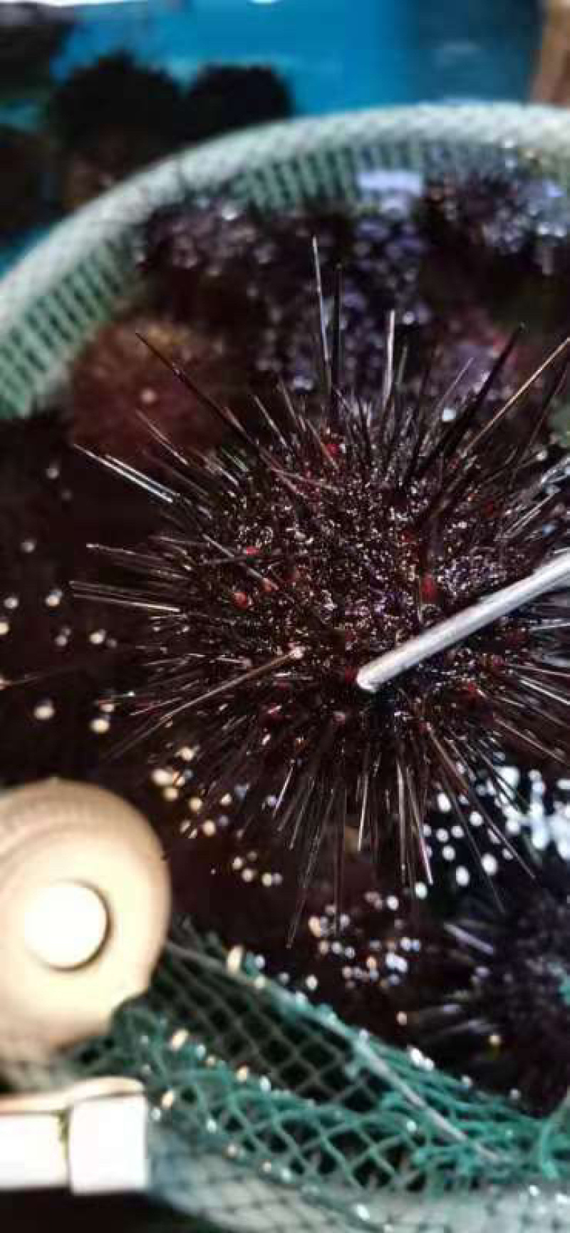 大连紫胆，特价出售