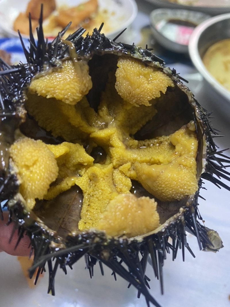大连紫胆，特价出售