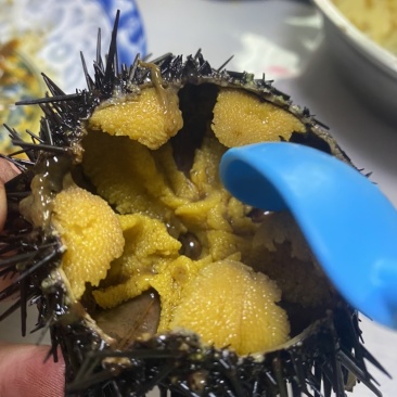 大连紫胆，特价出售