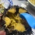 大连紫胆，特价出售
