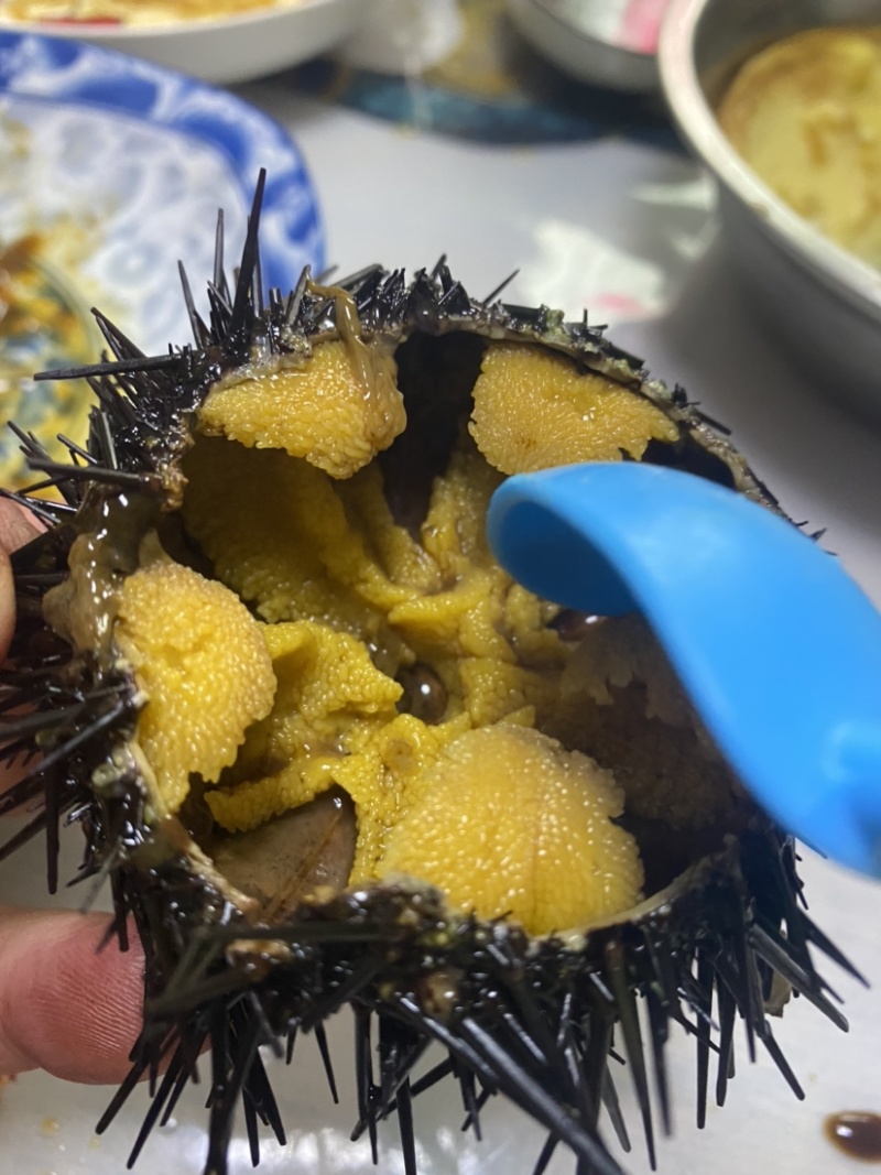 大连紫胆，特价出售