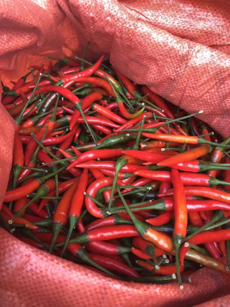 云南鲜辣椒朝天椒艳红椒中玉产地产地直销代收