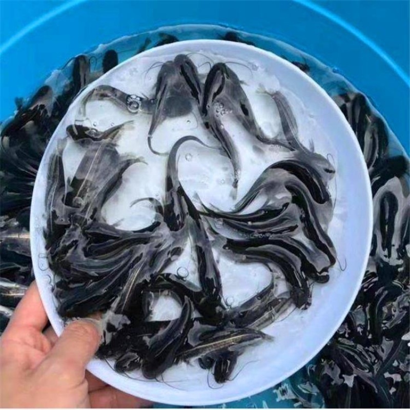 【荐】优质大口鲶鱼苗，基地直供，支持全国发货。