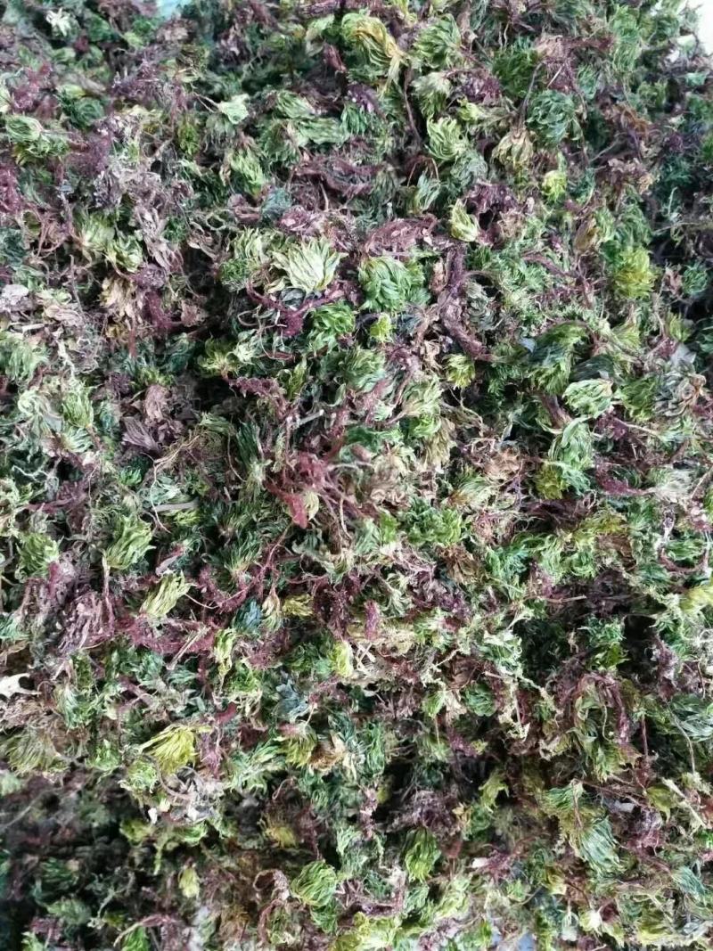 回心草干货常年经营各种中药材