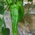 新苗菜椒200亩基地货直销