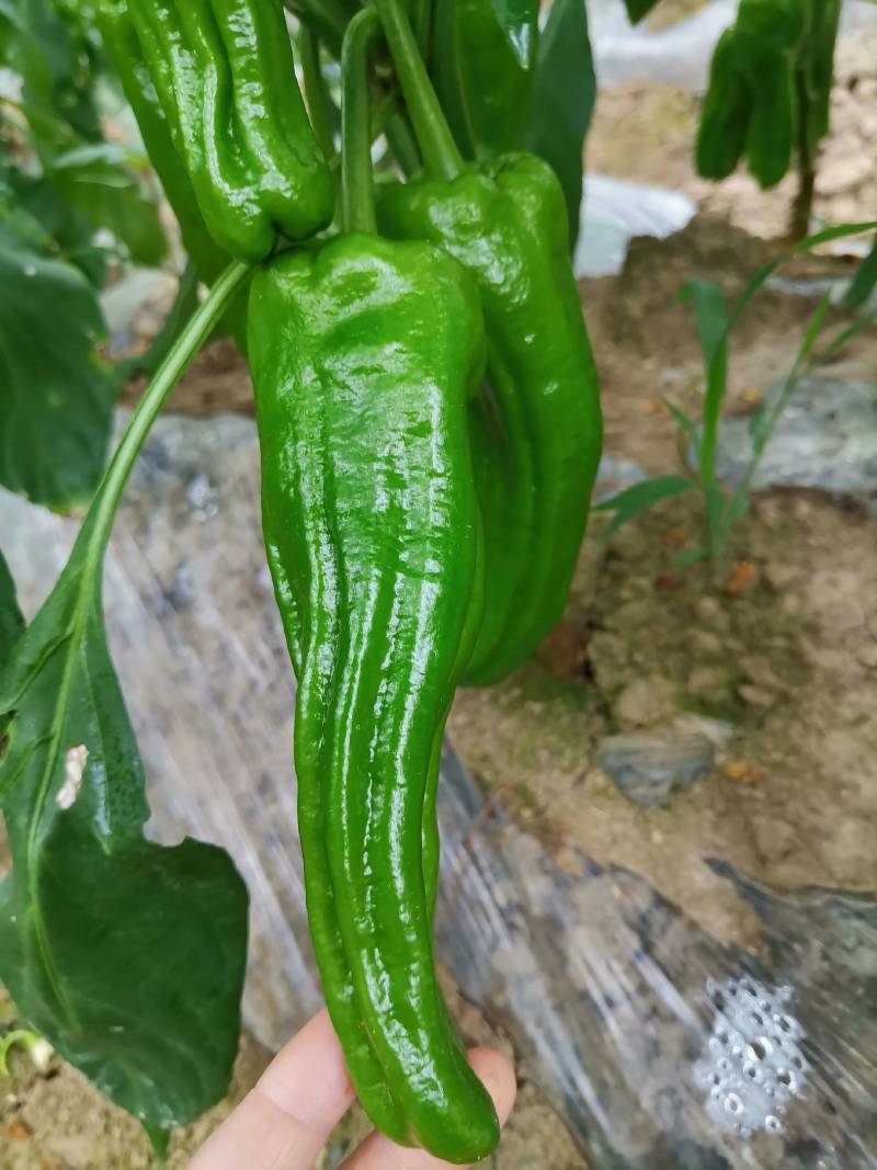 新苗菜椒200亩基地货直销