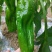 新苗菜椒200亩基地货直销