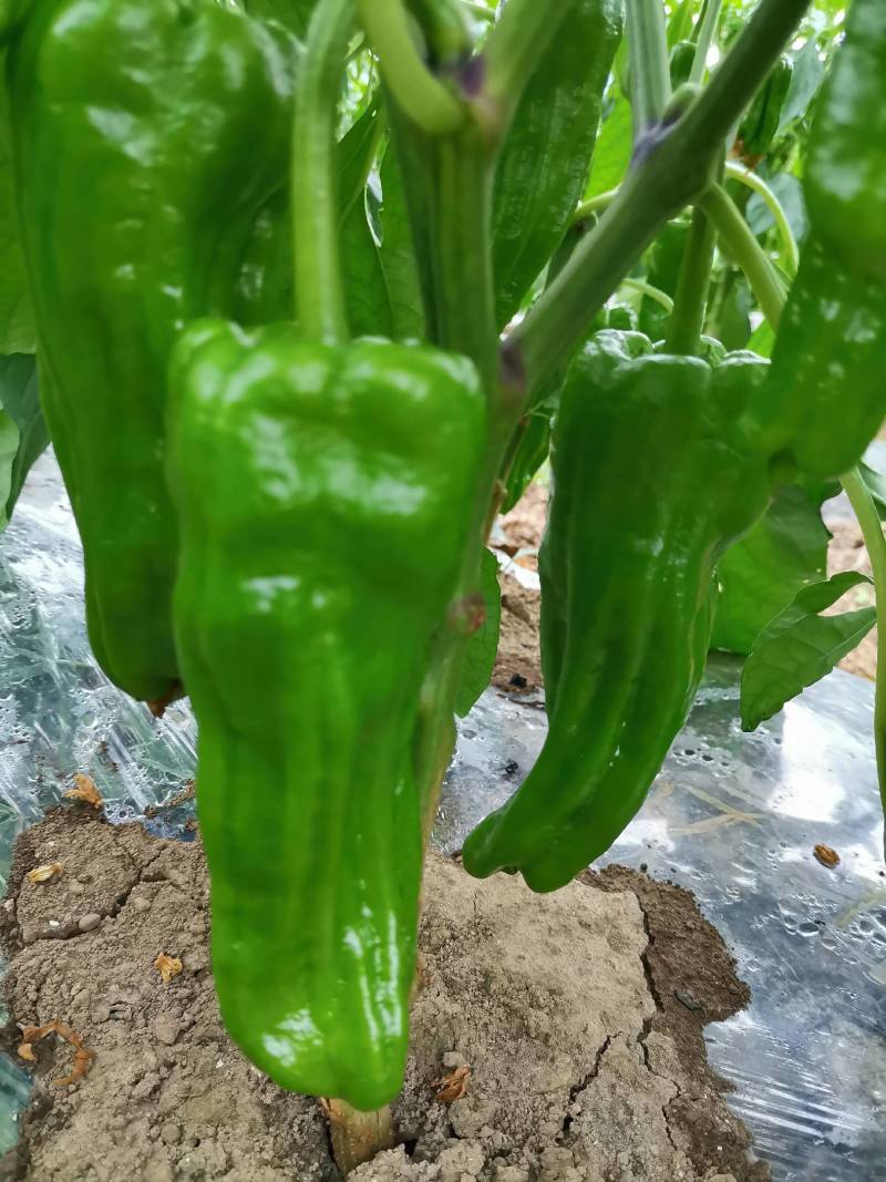 新苗菜椒200亩基地货直销