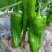 新苗菜椒200亩基地货直销