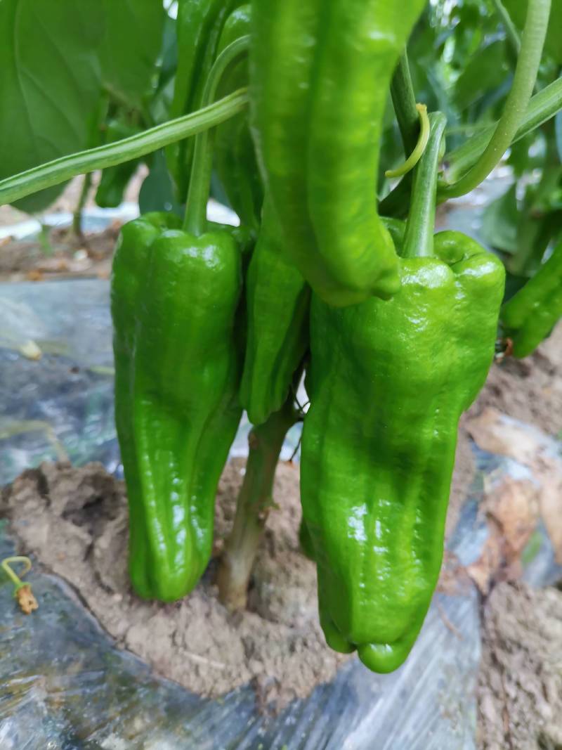 新苗菜椒200亩基地货直销