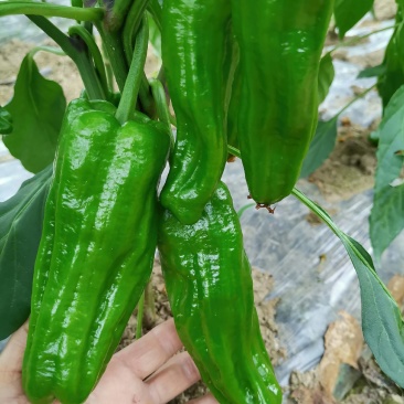 新苗菜椒200亩基地货直销