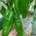 新苗菜椒200亩基地货直销