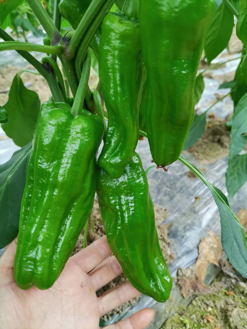 新苗菜椒200亩基地货直销